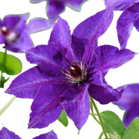 Waldrebe ‘The President’ - Clematis Président - Bakker