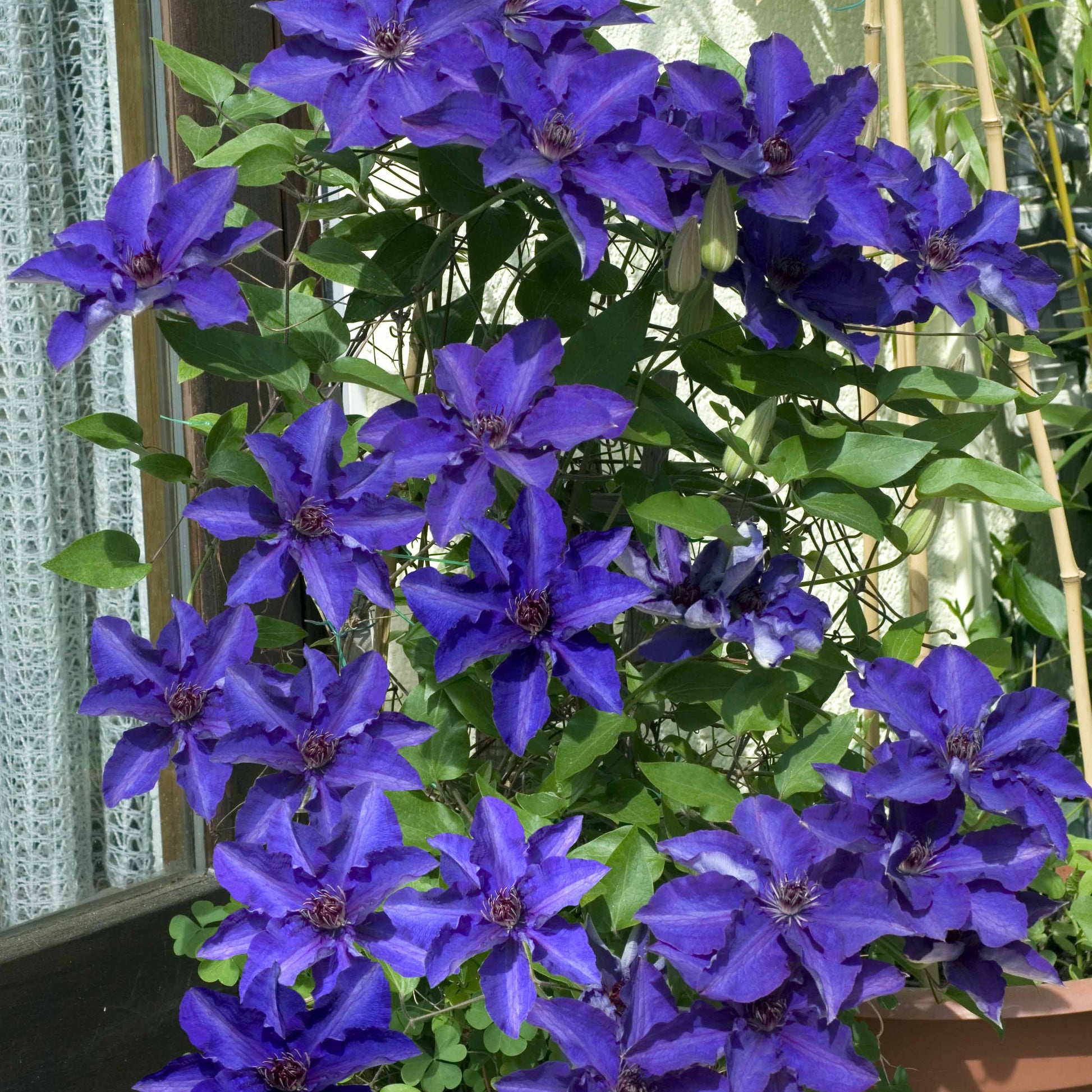 Clematis - Waldrebe ‘The President’ - Clematis Président