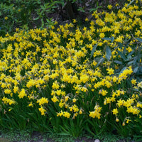 Verkauf Narzissen 'Tête-à-Tête' (x10) - Narcissus cyclamineus Tête à Tête