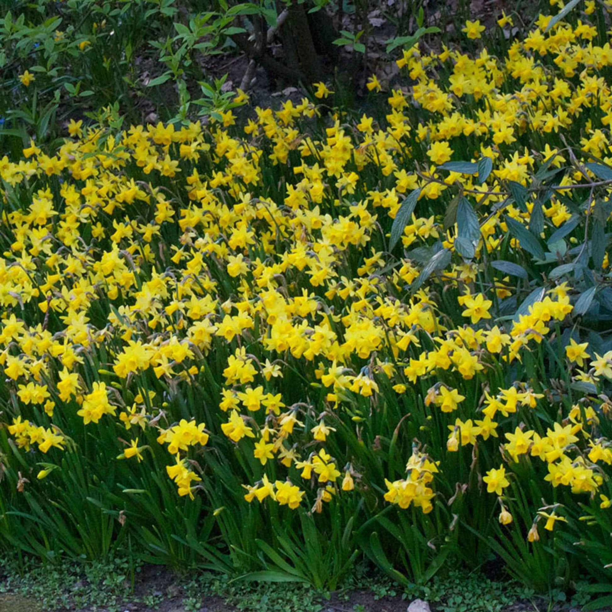 Verkauf Narzissen 'Tête-à-Tête' (x10) - Narcissus cyclamineus Tête à Tête
