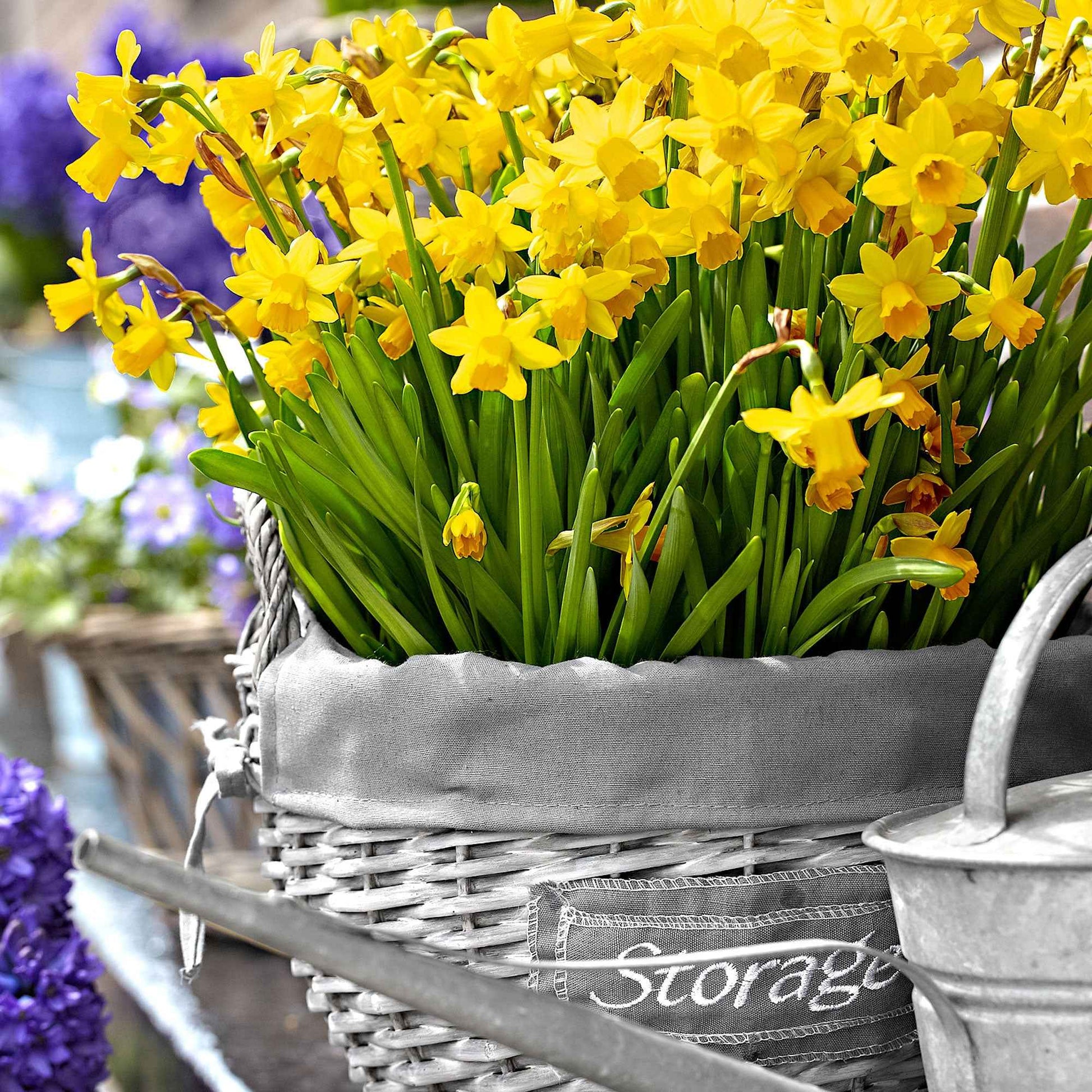 Narzissen-Zwiebeln - Narzissen 'Tête-à-Tête' (x10) - Narcissus cyclamineus Tête à Tête