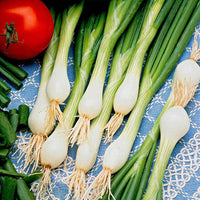 Allium cepa lisboa - Frühlingszwiebel 'White Lisbon' - Zwiebelzwiebeln