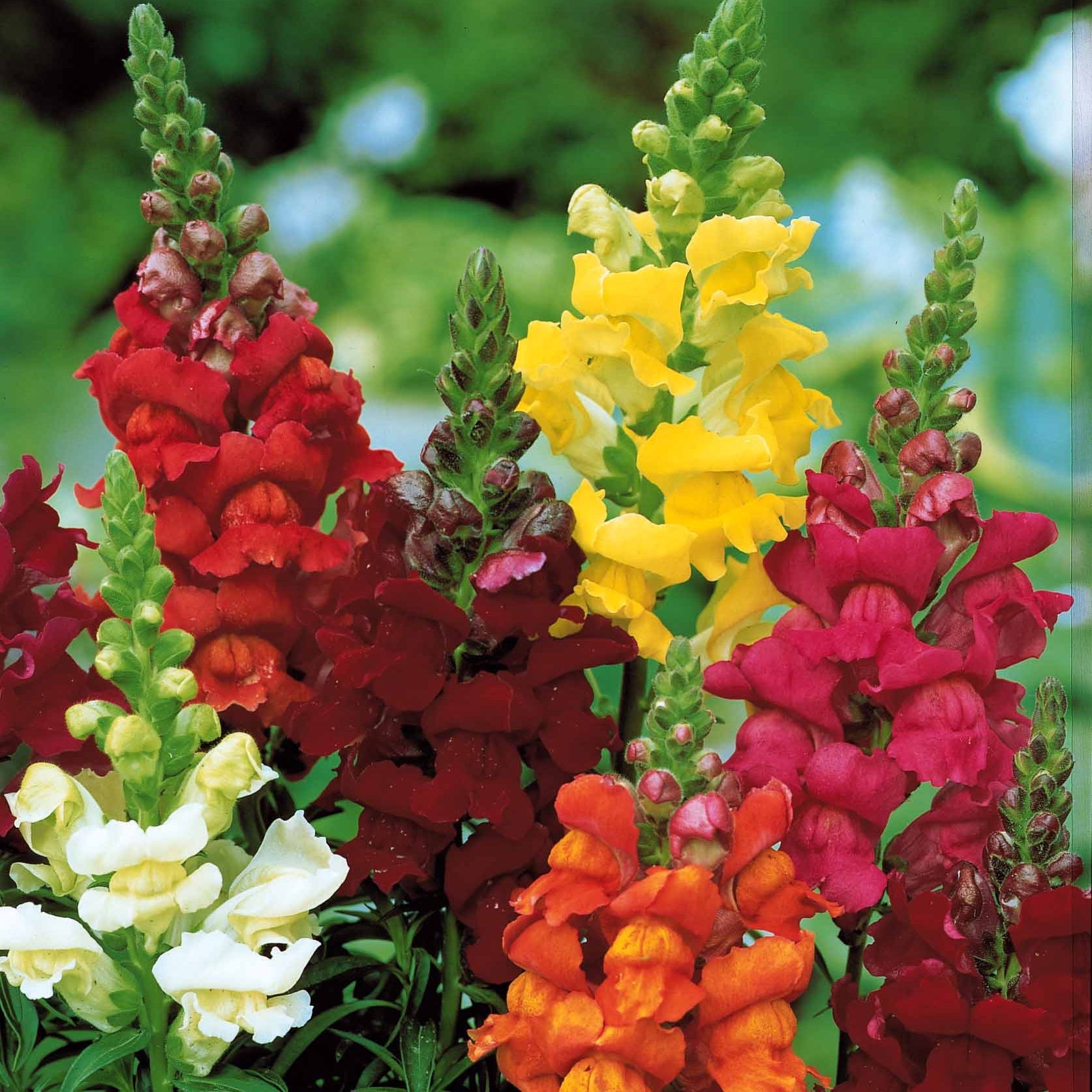 Antirrhinum majus - Löwenmäulchen Mischung 'Majestic' - Blumensamen