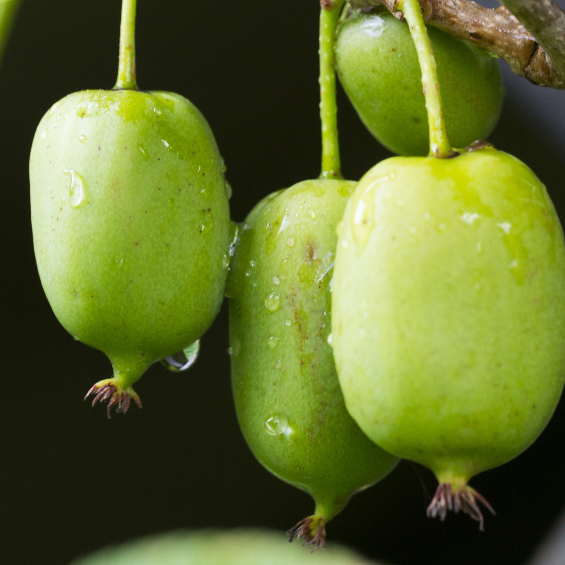 Mini-Kiwi 'Issai' - Actinidia arguta Issai - Bakker