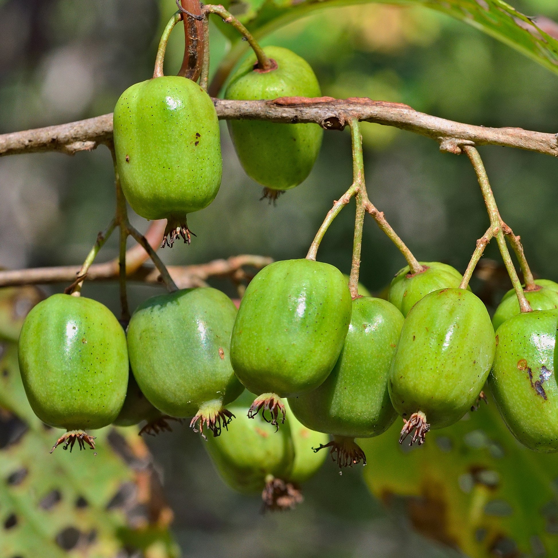 Mini-Kiwi 'Issai' - Bakker