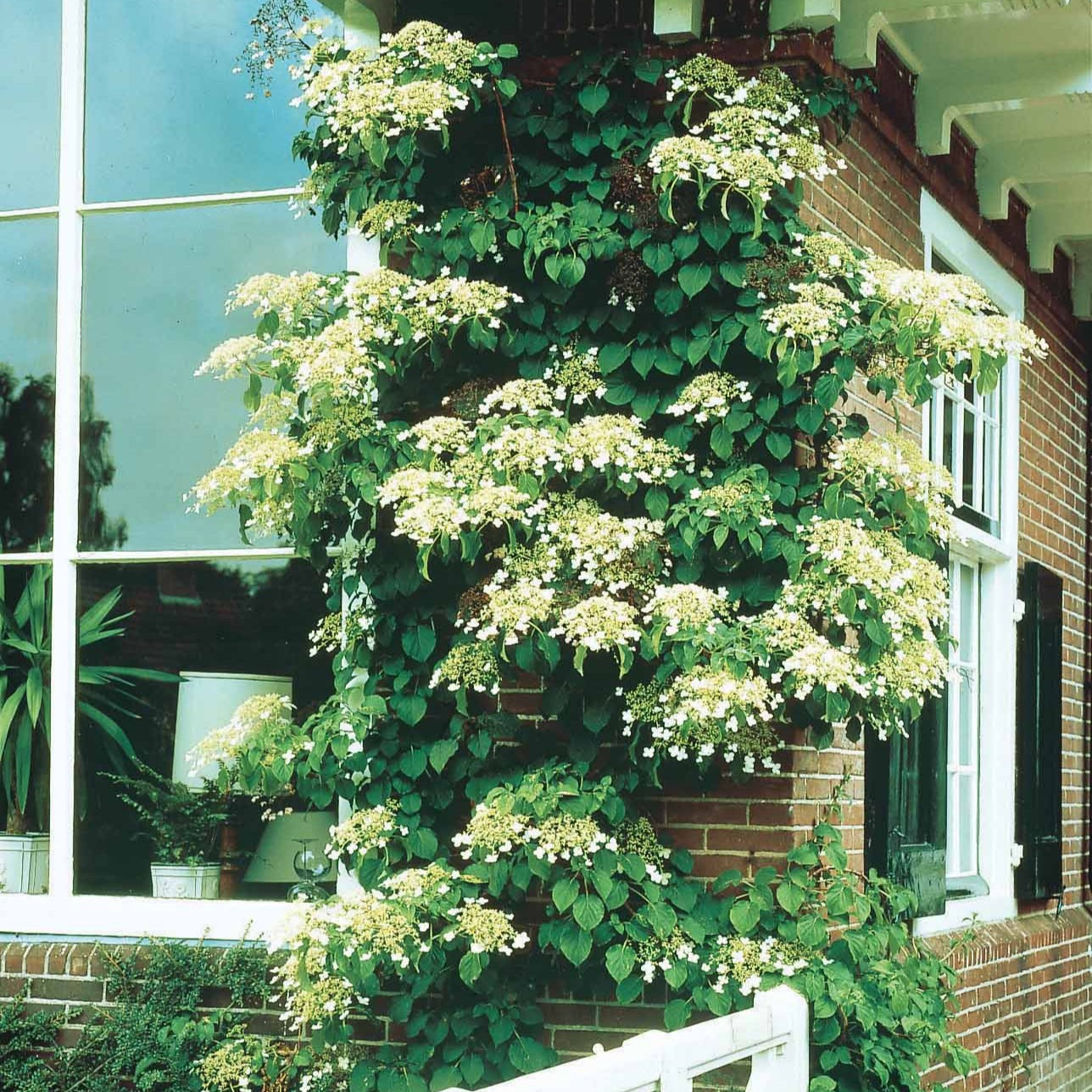 Verkauf Kletterhortensie - Hydrangea anomala petiolaris
