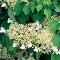 Kletterhortensie - Kletterhortensie - Hydrangea anomala petiolaris