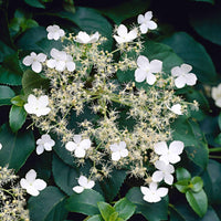 Hydrangea anomala petiolaris - Kletterhortensie - Kletterhortensie