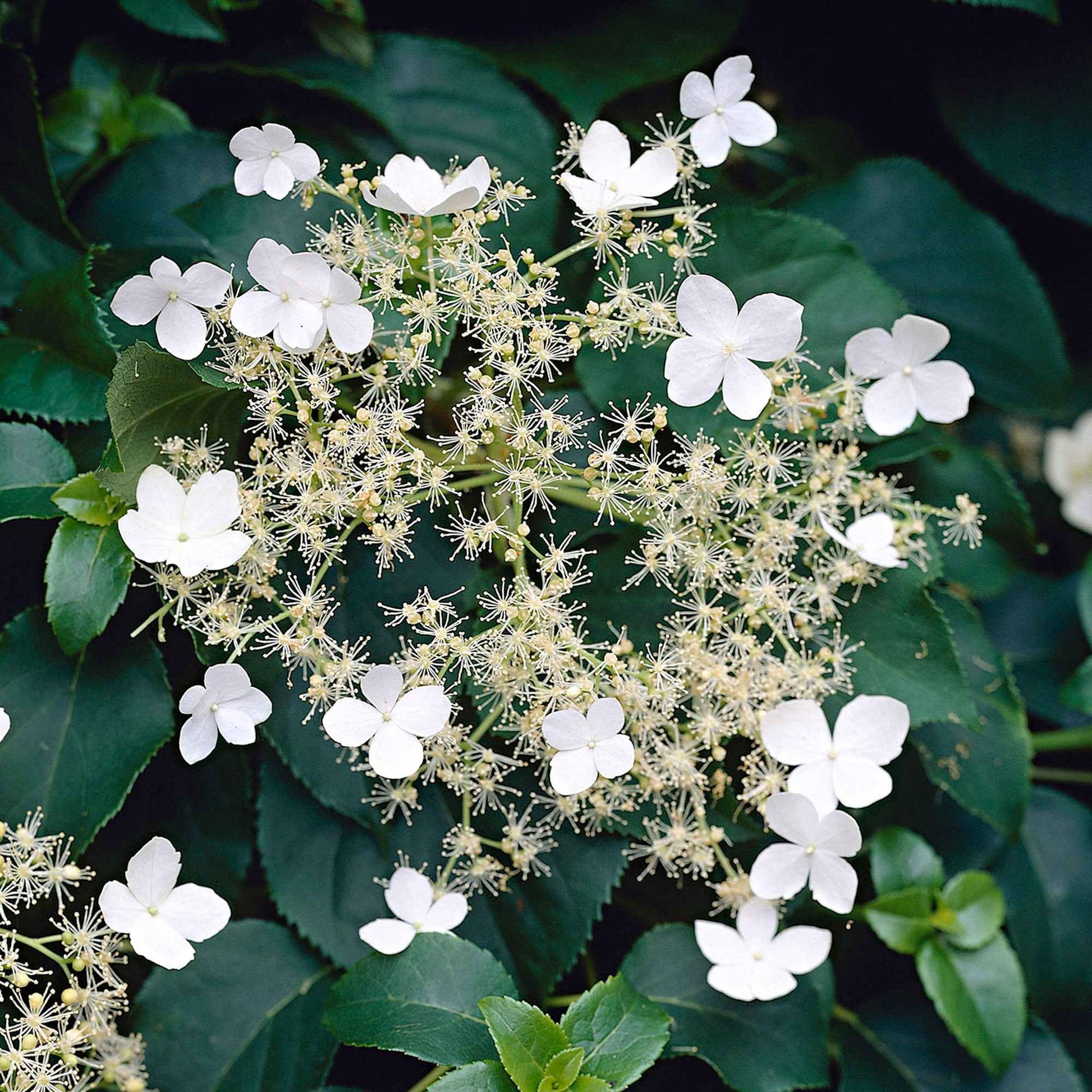 Hydrangea anomala petiolaris - Kletterhortensie - Kletterhortensie