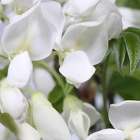 Weiße Glyzinie - Wisteria sinensis alba - Bakker