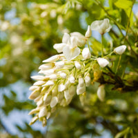 Glyzinien - Weiße Glyzinie - Wisteria sinensis alba
