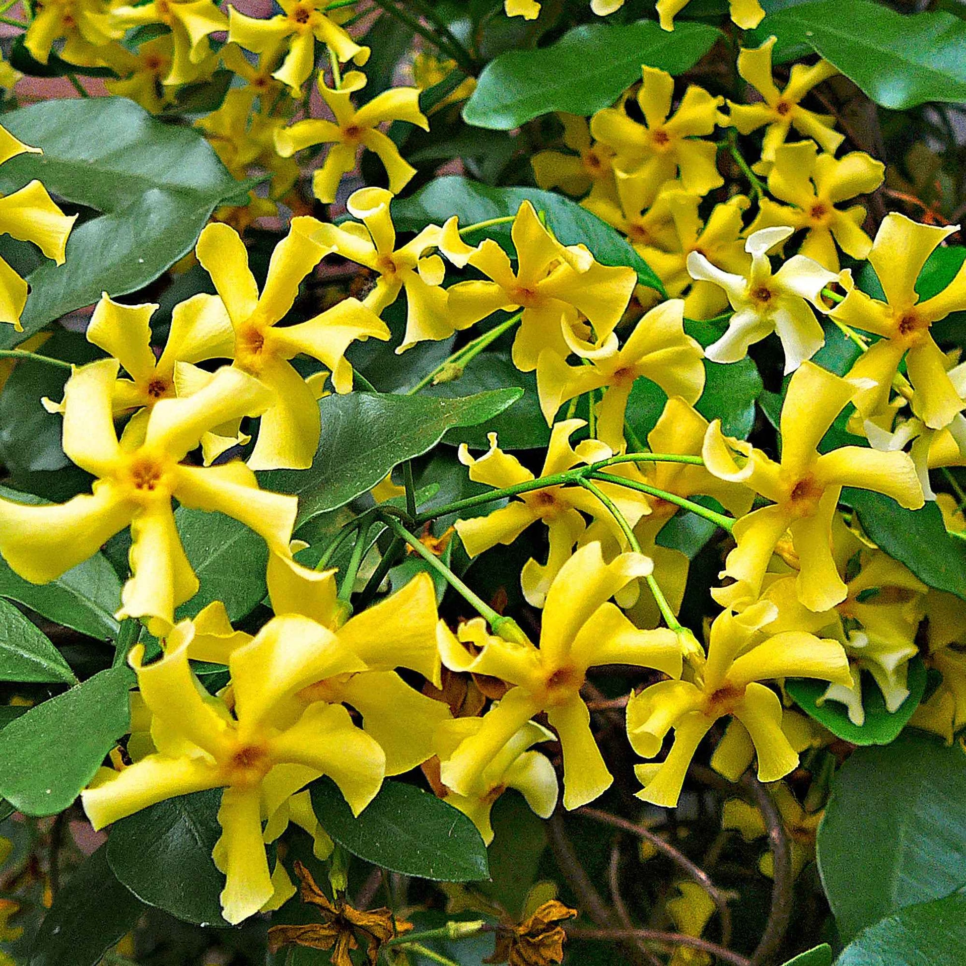 Sternjasmin 'Star of Toscane' - Trachelospermum jasminoides Star of Toscane - Bakker