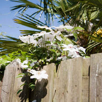Clematis 'Miss Bateman' - Clematis miss bateman - Bakker