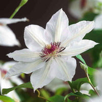 Clematis miss bateman - Clematis 'Miss Bateman' - Clematis