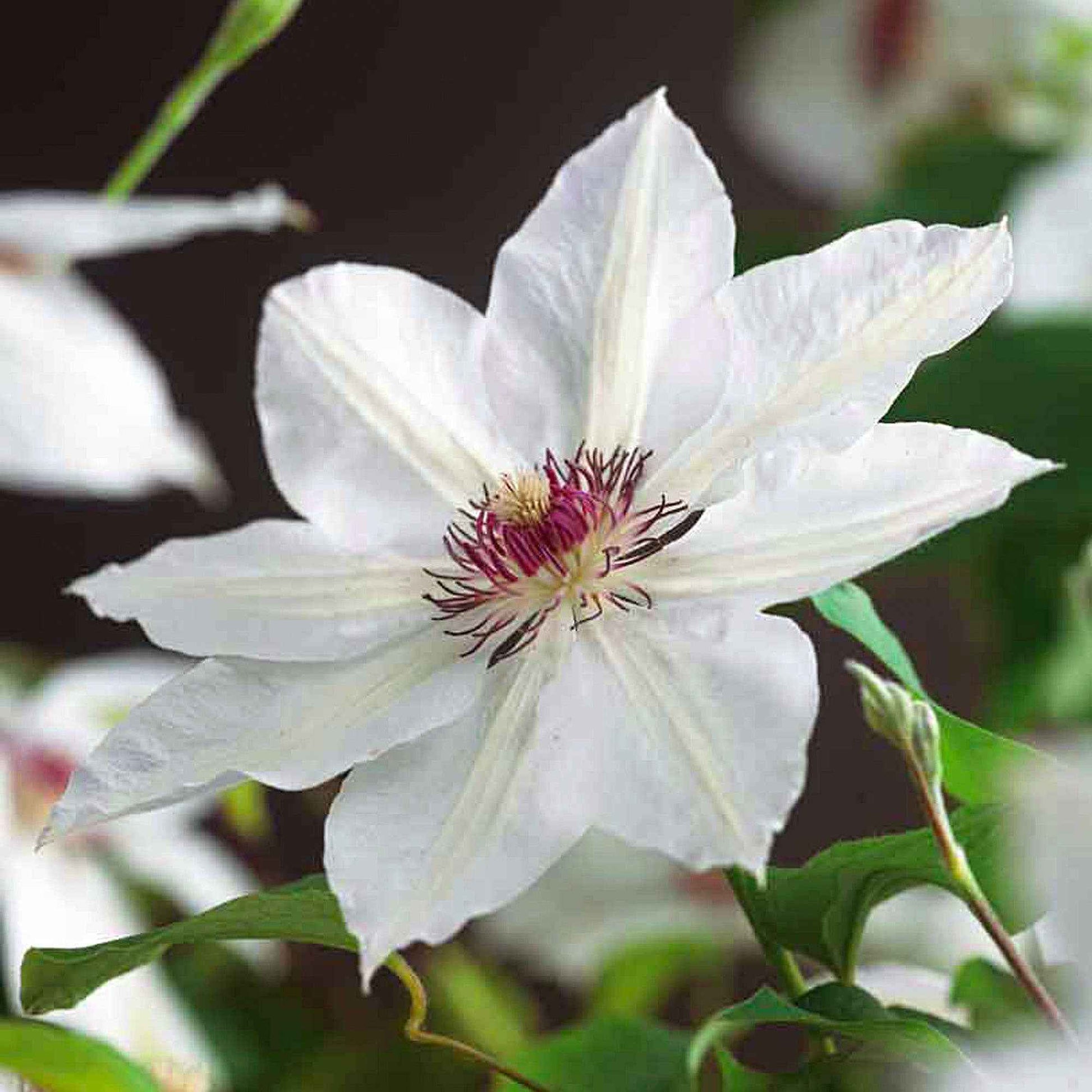 Clematis miss bateman - Clematis 'Miss Bateman' - Clematis
