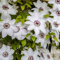 Clematis 'Miss Bateman' - Bakker