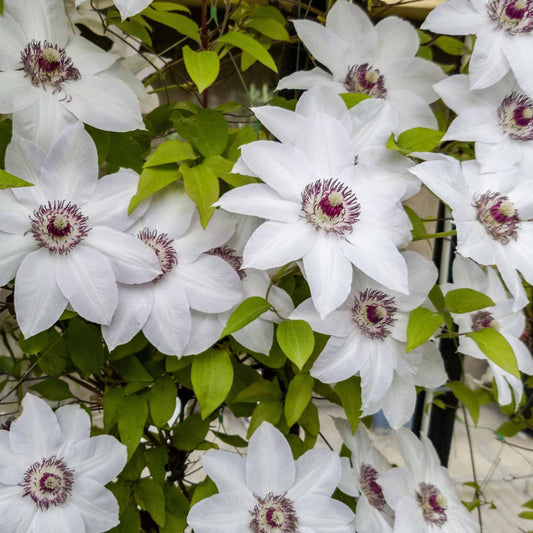 Clematis 'Miss Bateman' - Bakker