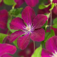Waldrebe ‘Rouge Cardinal’ - Bakker