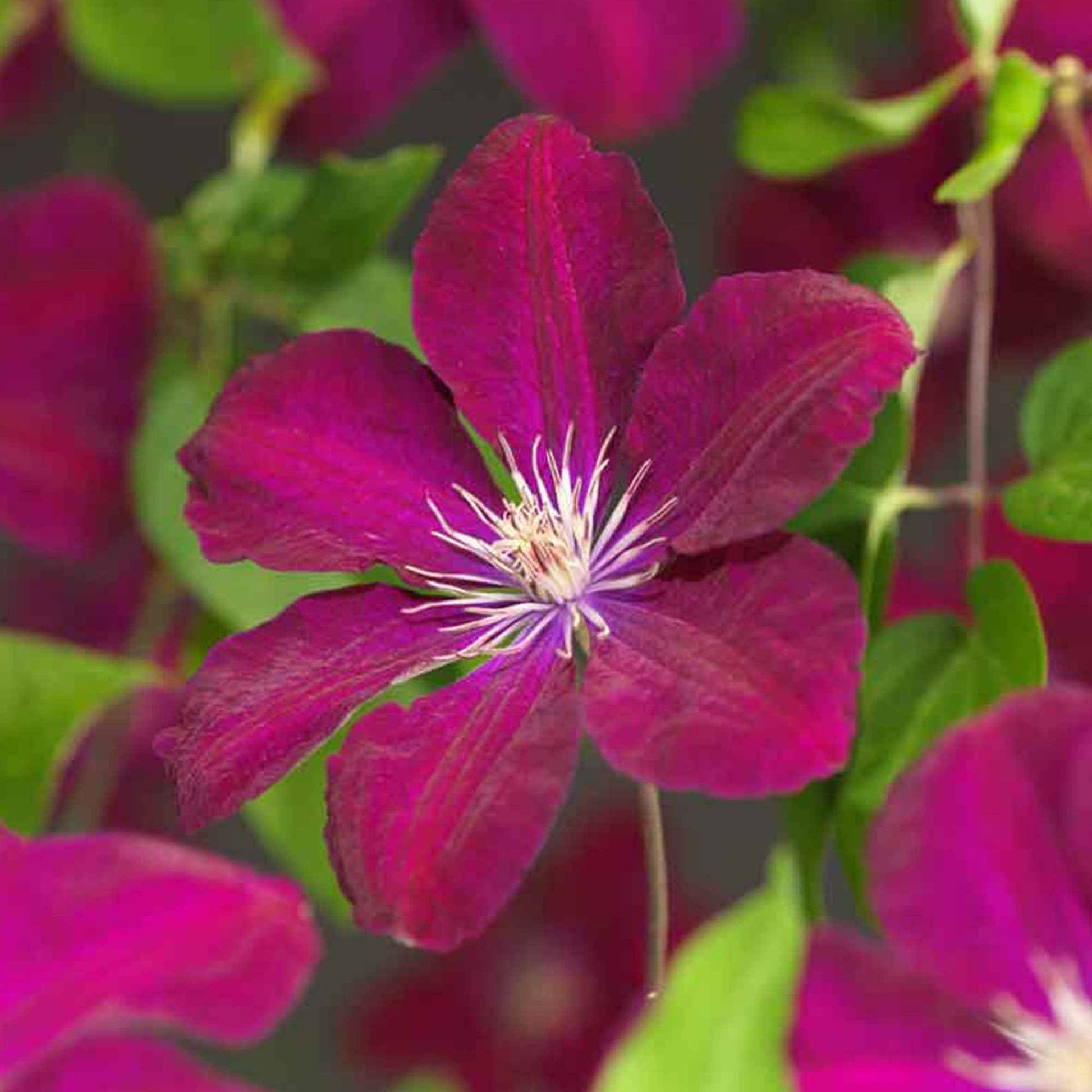 Waldrebe ‘Rouge Cardinal’ - Bakker