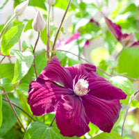 Clématis Rouge Cardinal - Waldrebe ‘Rouge Cardinal’ - Clematis