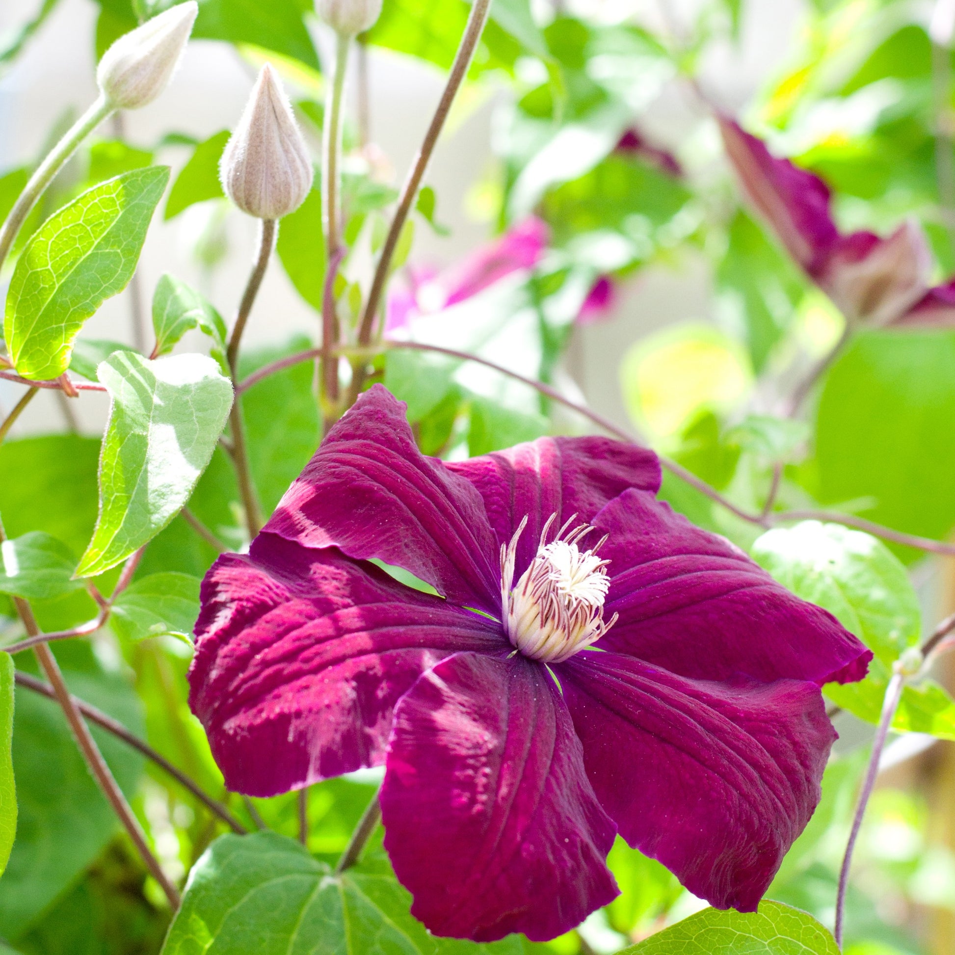 Clématis Rouge Cardinal - Waldrebe ‘Rouge Cardinal’ - Clematis