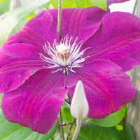 Clematis - Waldrebe ‘Rouge Cardinal’ - Clématis Rouge Cardinal