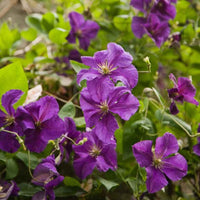Clematis Jackmanii - Waldrebe 'Jackmanii' - Clematis