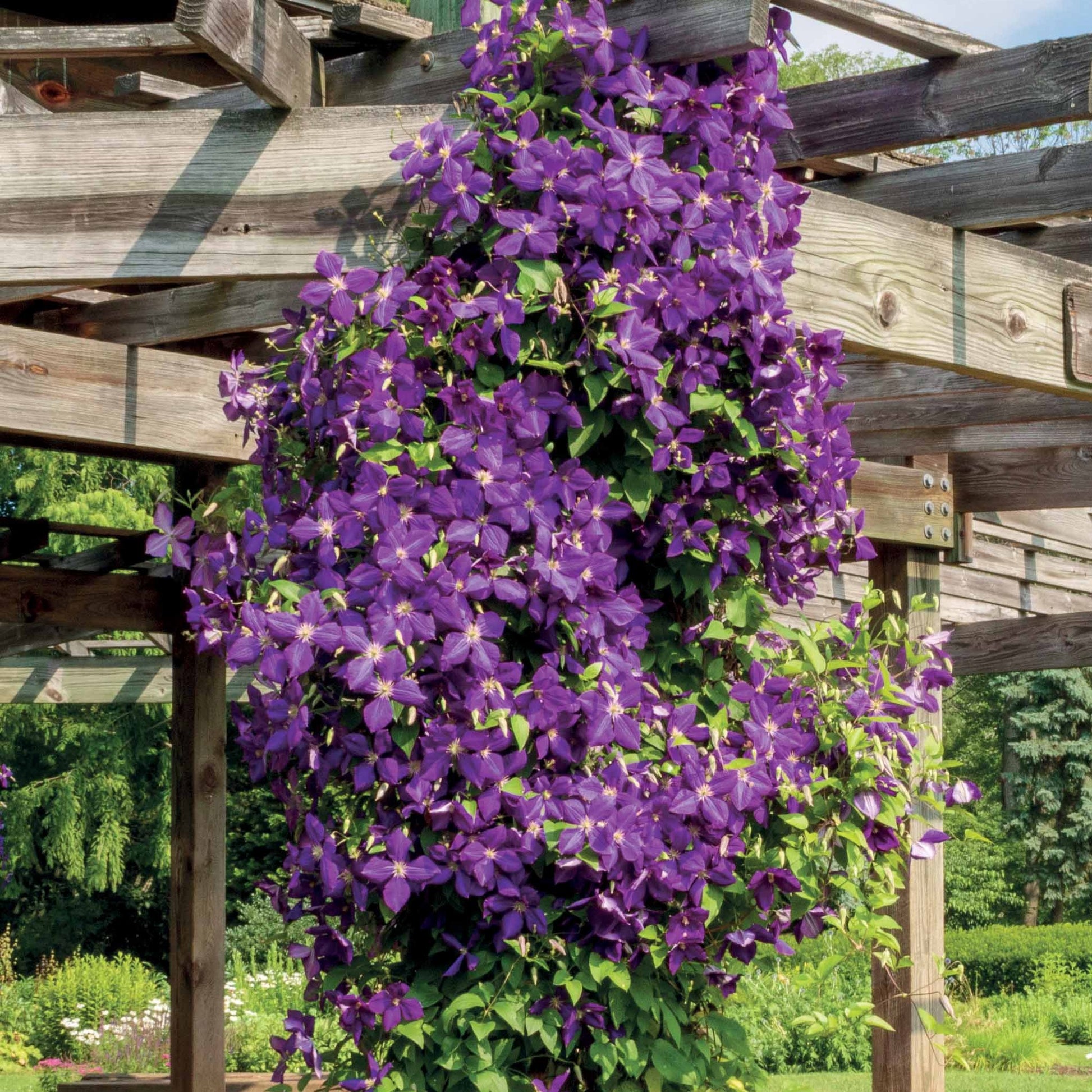 Waldrebe 'Jackmanii' - Clematis Jackmanii - Bakker