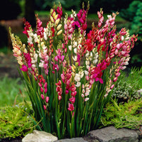 Klebschwertel Mischung - Ixia - Bakker