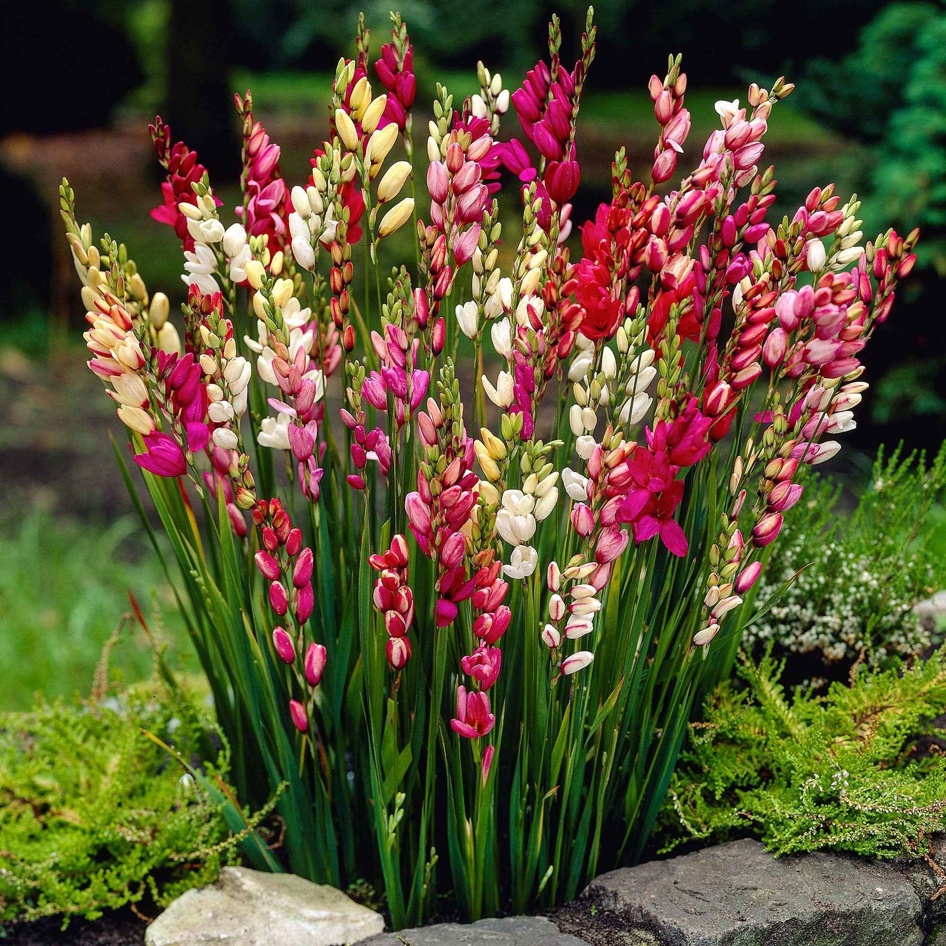 Klebschwertel Mischung - Ixia - Bakker