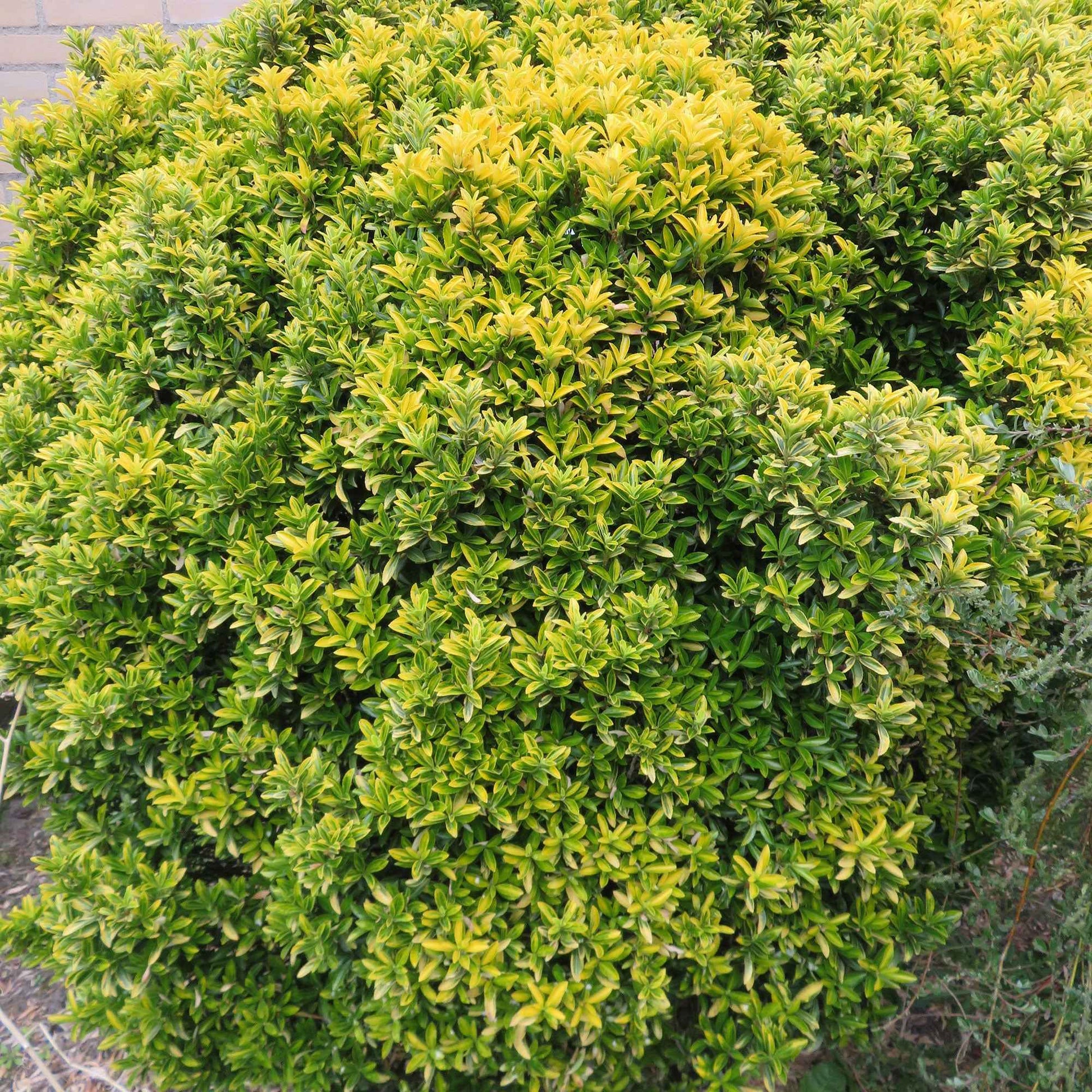 Japanischer Spindelstrauch 'Microphyllus Aureovariegatus' - Bakker