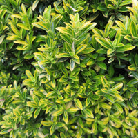 Euonymus japonicus microphyllus Aureovariegatus - Japanischer Spindelstrauch 'Microphyllus Aureovariegatus' - Blühende Sträucher