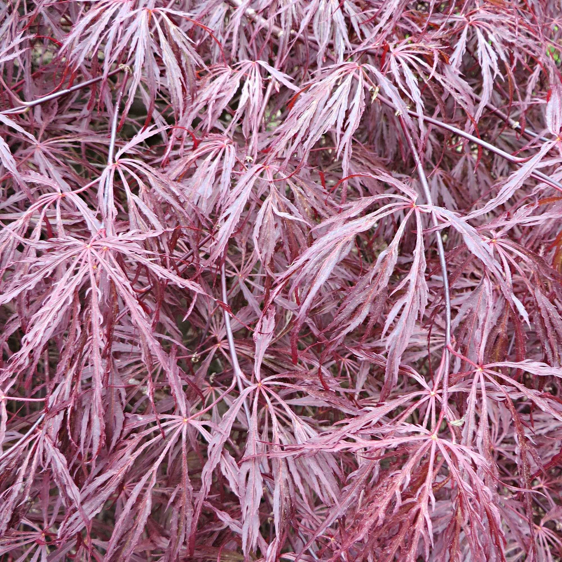 Verkauf Japanischer Ahorn 'Garnet' - Acer palmatum dissectum Garnet