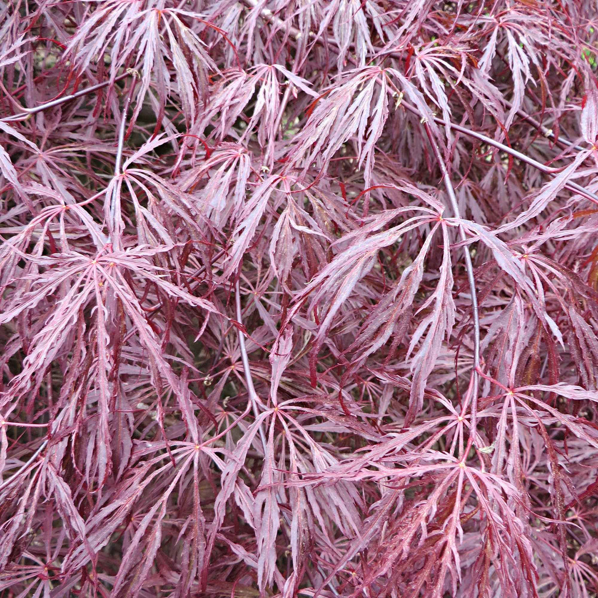 Verkauf Japanischer Ahorn 'Garnet' - Acer palmatum dissectum Garnet