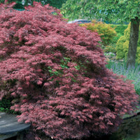 Verkauf Japanischer Ahorn 'Garnet'