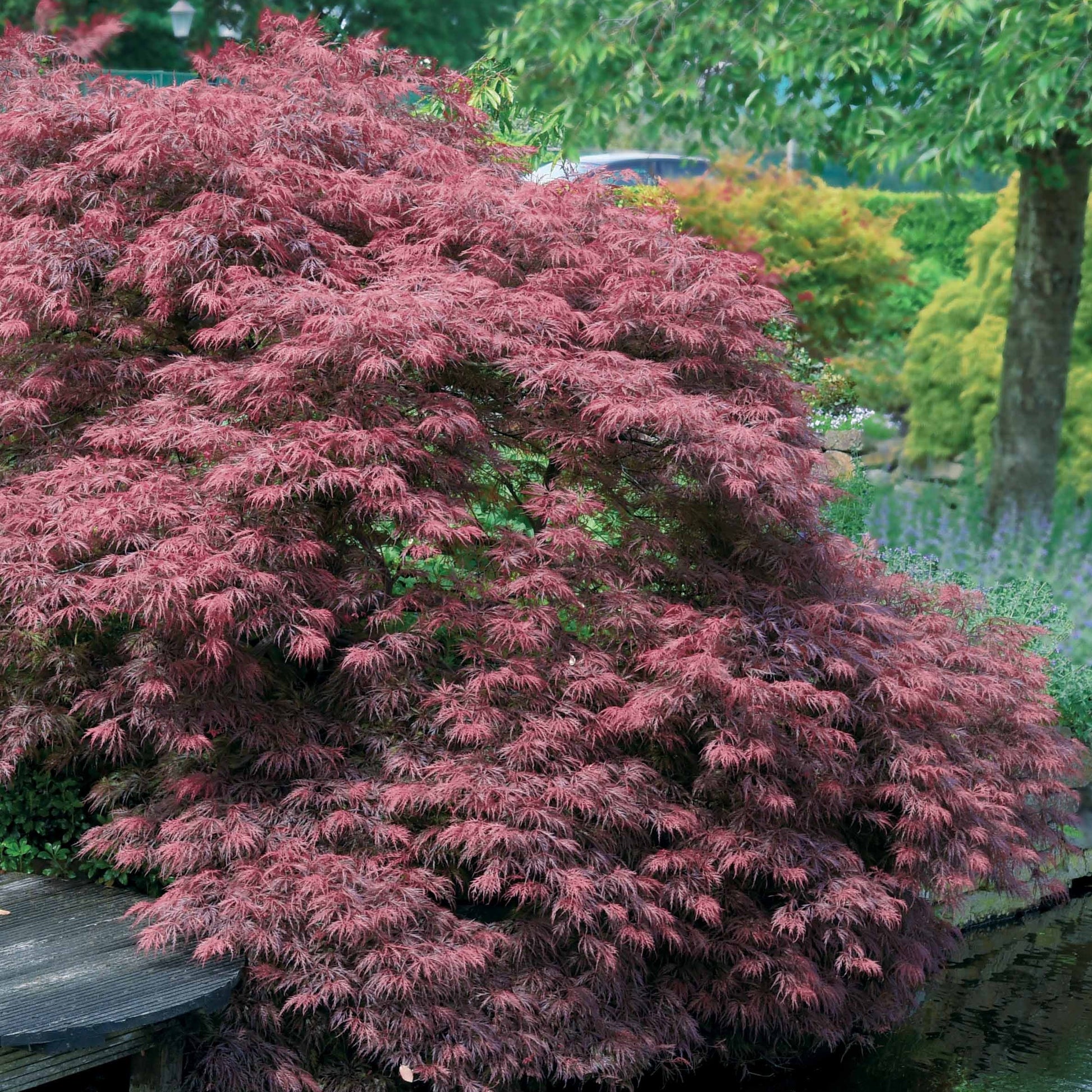 Verkauf Japanischer Ahorn 'Garnet'