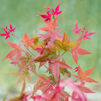 Fächerahorn 'Beni-maiko' - Acer palmatum Beni Maiko - Bakker