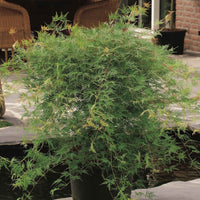 Verkauf Fächerahorn 'Emerald Lace' - Acer palmatum emerald lace