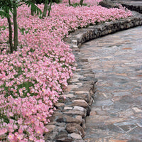 Verkauf Nachtkerze 'Siskiyou Pink' (x2)
