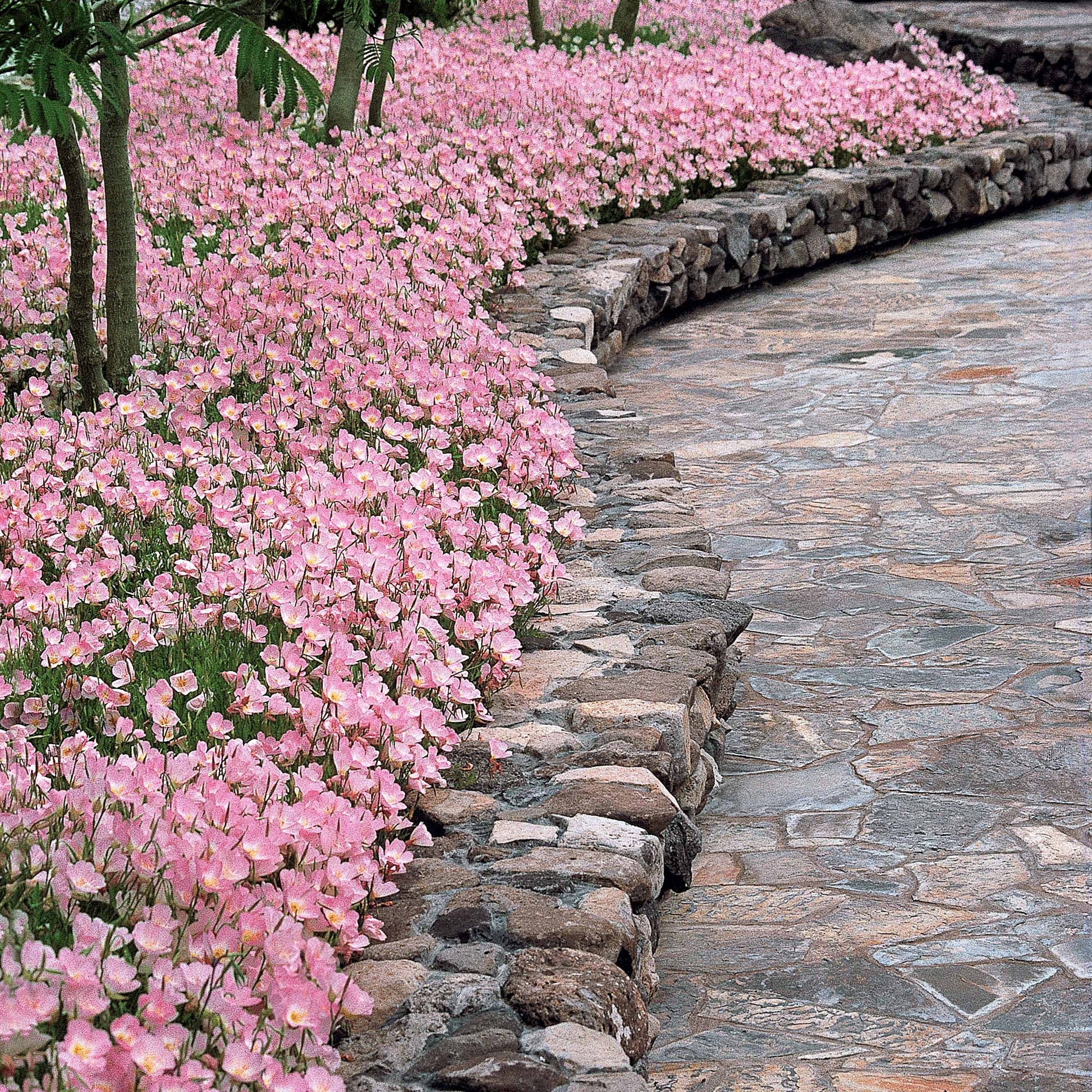 Verkauf Nachtkerze 'Siskiyou Pink' (x2)