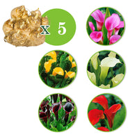 Calla Mischung (x5) - Zantedeschia 'magical colors' - Bakker
