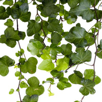 Efeu 'Wonder' - Hedera helix wonder - Bakker