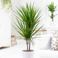 Dracaena marginata - Gerandeter Drachenbaum - Dracaena
