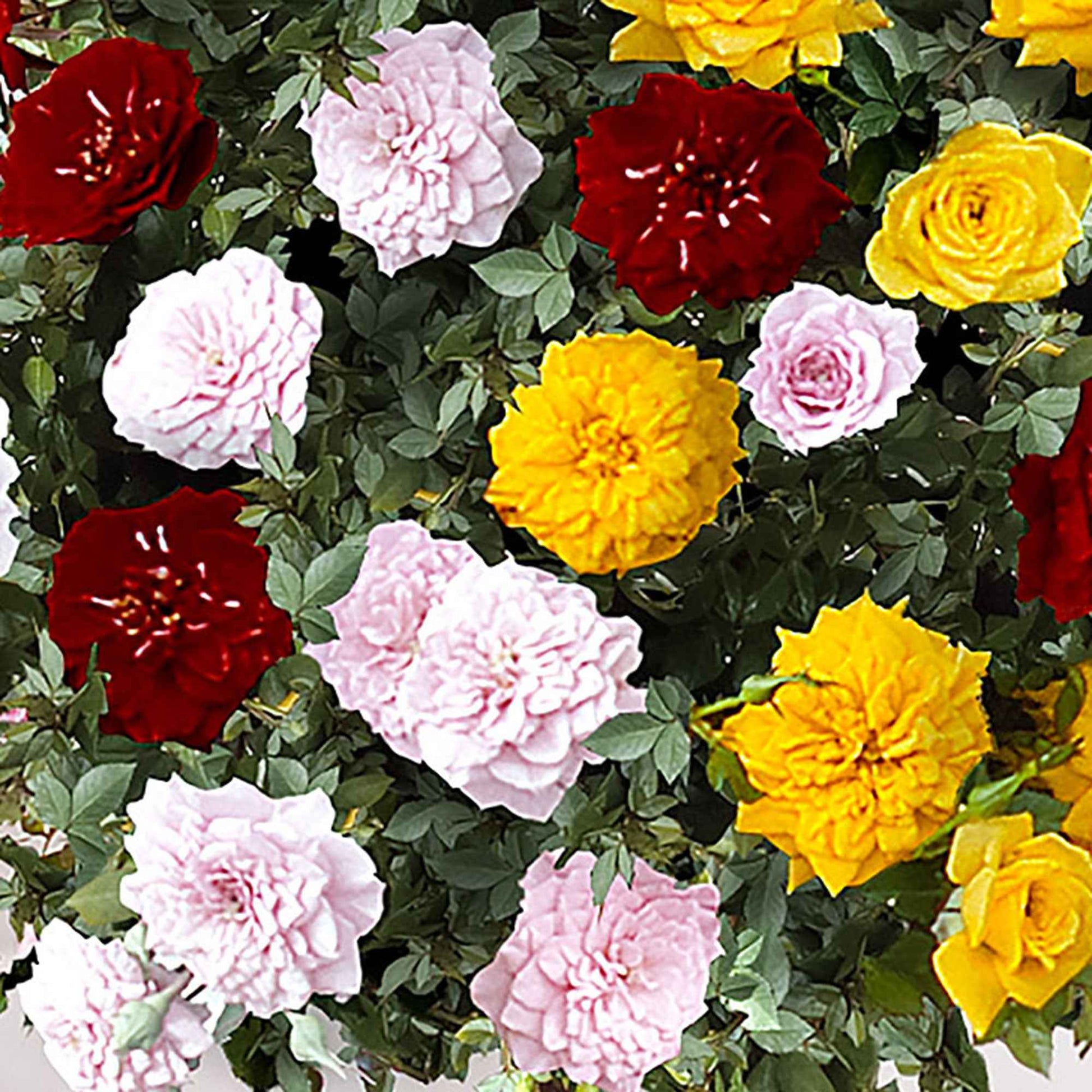 Stammrose 'Tricolor Parfum Bomb' - Rosa (T) Perfume Bomb - Bakker