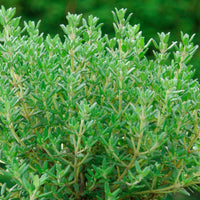 Gedrungener Thymian 'Compactus' - Bakker