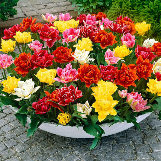 Gefüllte Tulpen 'Murillo' (x20) - Bakker