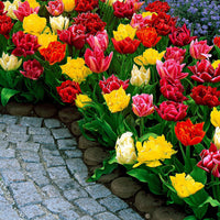 Gefüllte Tulpen 'Murillo' (x20) - Tulipa murillo - Bakker