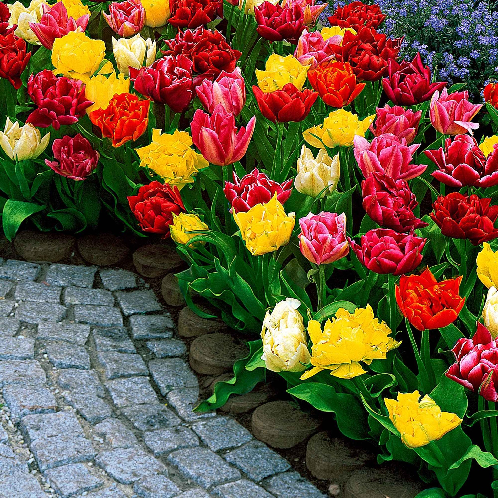 Gefüllte Tulpen 'Murillo' (x20) - Tulipa murillo - Bakker