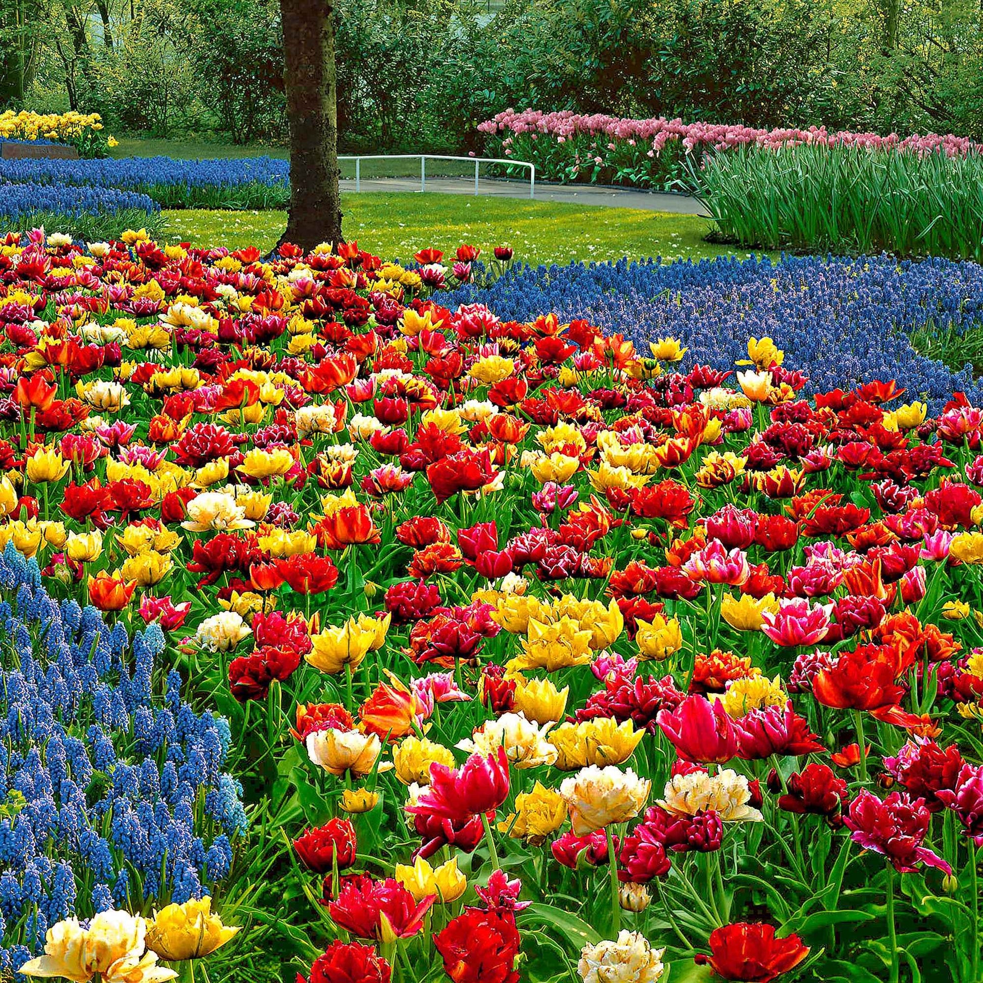 Tulipa murillo - Gefüllte Tulpen 'Murillo' (x20) - Tulpen-Zwiebeln
