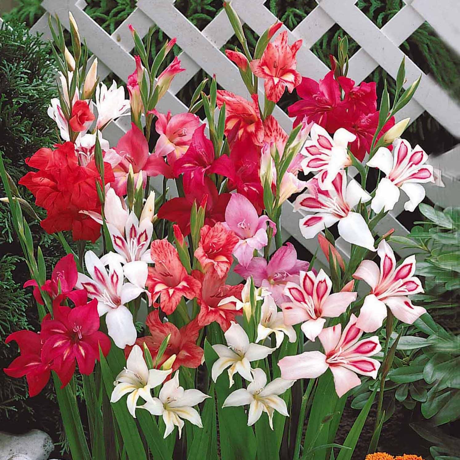 Zwerg-Gladiolen Mischung 'Nanus' (x20) - Gladiolus nanus - Bakker